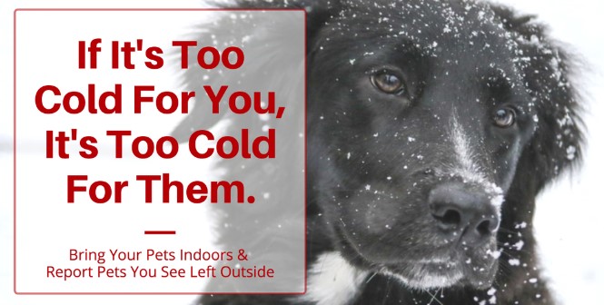 Graphic about bringing animals inside during cold weather