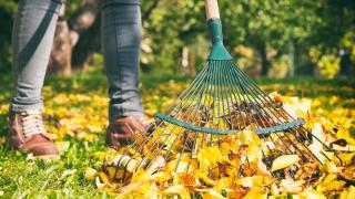 raking fall leaves