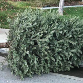 Christmas tree laying on curb ready for pick up