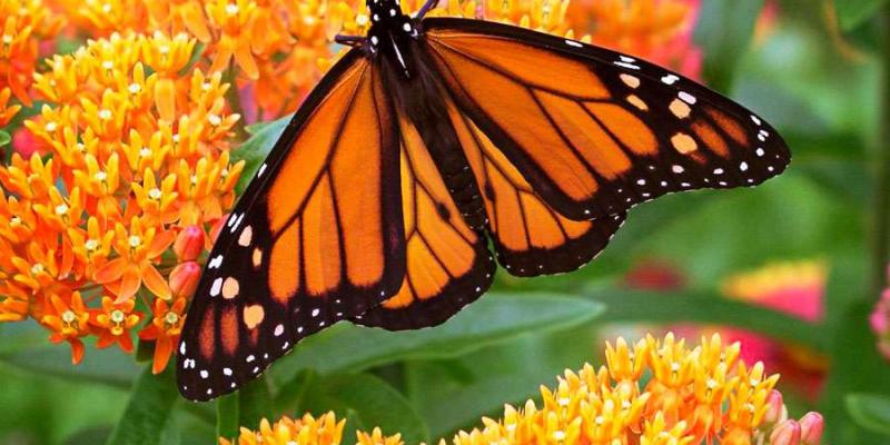 butterfly on flower